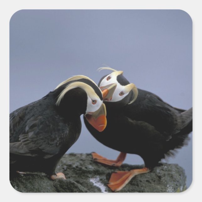 Pegatina Cuadrada NA, EE. UU., Alaska, Mar de Bering, Pribilofs. Cop (Anverso)