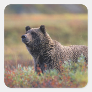 Pegatina Cuadrada NA, EE. UU., Alaska, Parque Nacional Denali, Oso p