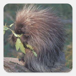 Pegatina Cuadrada NA, EE.UU., Alaska, Porcupina cautiva
