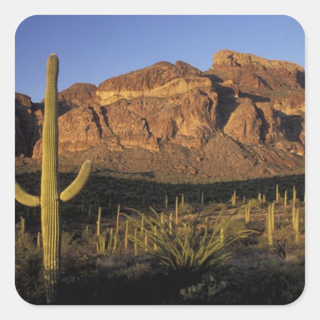 Pegatina Cuadrada NA, EE.UU., Arizona. Cactus National 2 (Anverso)