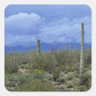Pegatina Cuadrada NA, EE. UU., Arizona, Monumento Nacional Saguaro,