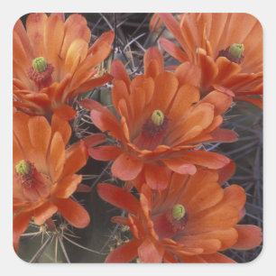 Pegatina Cuadrada NA, EE. UU., Arizona, San Xavier. Cactus Copa de C