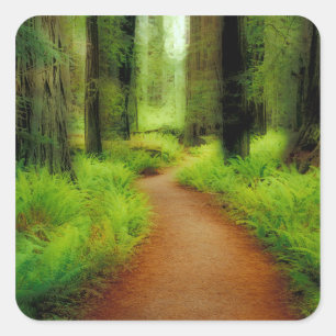 Pegatina Cuadrada NA, EE. UU., California, Jedediah Smith Redwoods