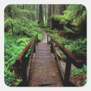 Pegatina Cuadrada NA, EE. UU., California, Jedidiah Smith Redwoods