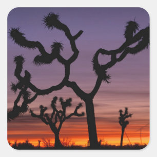 Pegatina Cuadrada NA, EE.UU., California. Joshua Tree National
