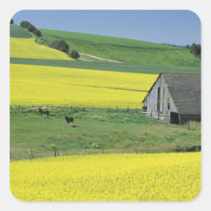 Pegatina Cuadrada NA, EE. UU., Idaho, cerca de Potlatch, Canola y vi