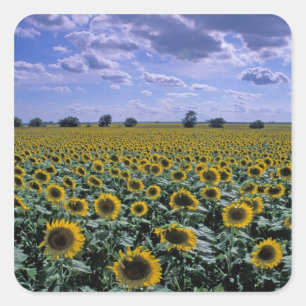 Pegatina Cuadrada NA, EE.UU., Kansas, cultivo de girasol