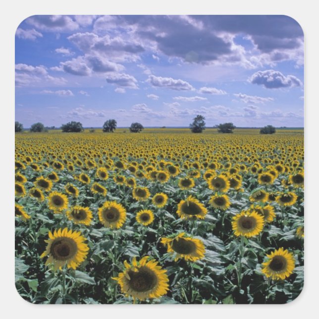 Pegatina Cuadrada NA, EE.UU., Kansas, cultivo de girasol (Anverso)