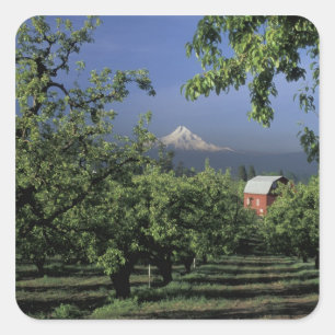Pegatina Cuadrada NA, EE. UU., Oregón, cerca de Hood River Mt. Hood