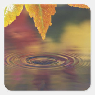 Pegatina Cuadrada NA, EE.UU., Pacífico noroeste