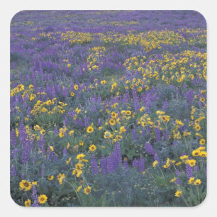 Pegatina Cuadrada NA, EE.UU., Washington Dalles, Lupine y