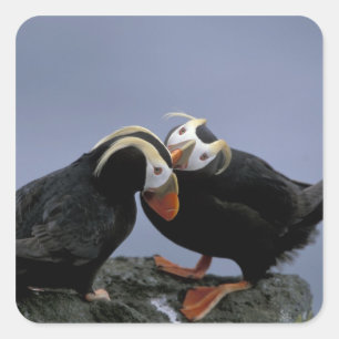 Pegatina Cuadrada NA, EEUU, Alaska, Bering Sea, Pribilofs. Tufado