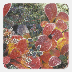 Pegatina Cuadrada NA, EEUU, Alaska. Parque nacional Denali. Bearberr