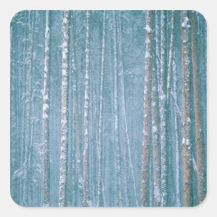 Pegatina Cuadrada NA, EEUU, ¿POR QUÉ? Escena de invierno nevada entr