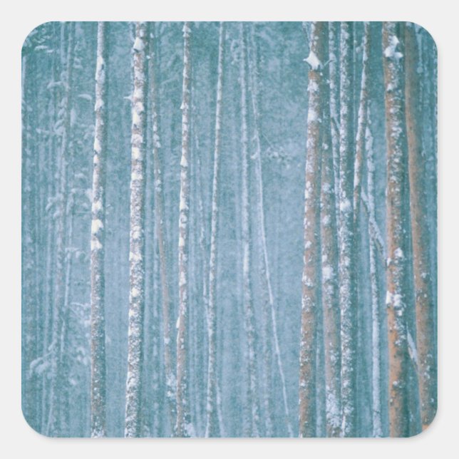 Pegatina Cuadrada NA, EEUU, ¿POR QUÉ? Escena de invierno nevada entr (Anverso)