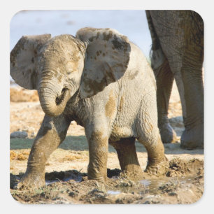 Pegatina Cuadrada Namibia, África: Elefante africano bebé