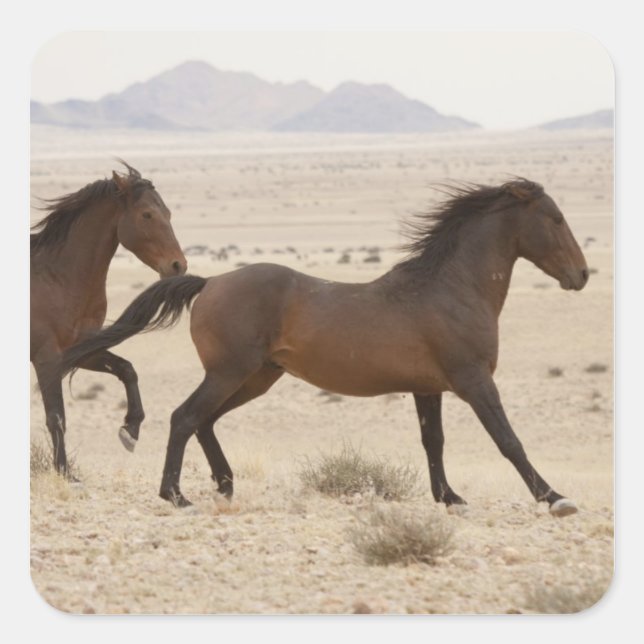 Pegatina Cuadrada Namibia, Australia. Caballos salvajes corriendo en (Anverso)