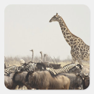 Pegatina Cuadrada Namibia, Parque Nacional Etosha. Una jirafa solita