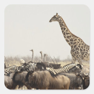 Pegatina Cuadrada Namibia, Parque Nacional Etosha. Una jirafa solita