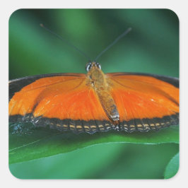 Pegatina Cuadrada Naranja brillante y mariposa negra en hoja