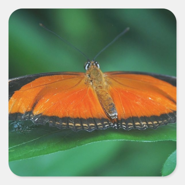 Pegatina Cuadrada Naranja brillante y mariposa negra en hoja (Anverso)