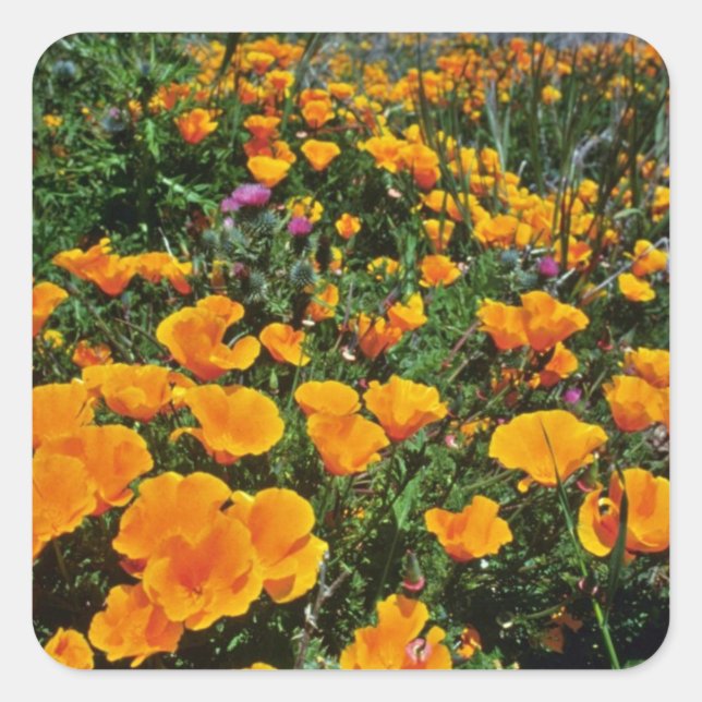 Pegatina Cuadrada Naranja California Poppies flores (Anverso)