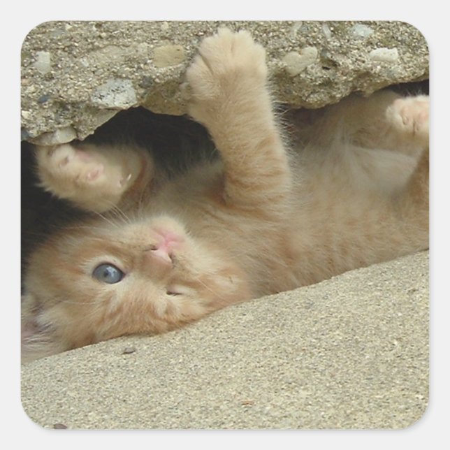 Pegatina Cuadrada Naranja del superhéroe Tabby Kitten (Anverso)