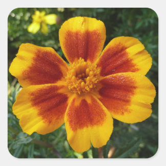 Pegatina Cuadrada Naranja Disco Marigold y Flor Roja de Verano