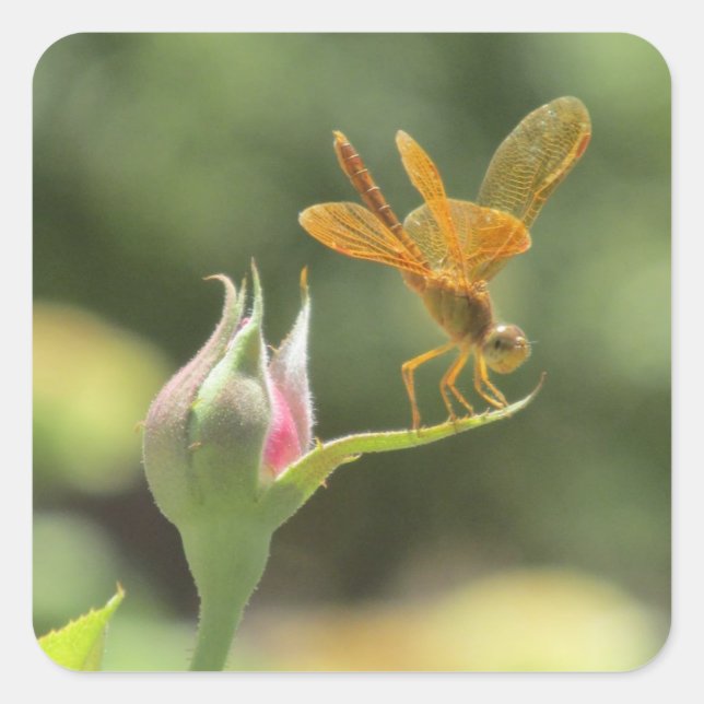 Pegatina Cuadrada Naranja Dragonfly on Pink Rosebud (Anverso)