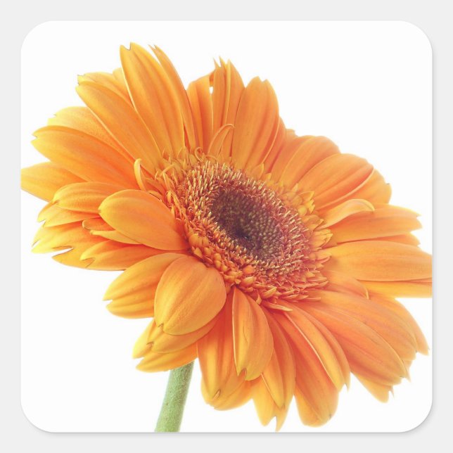 Pegatina Cuadrada Naranja floral Gerbera Daisy Flower Wedding Party (Anverso)