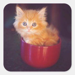 Pegatina Cuadrada Naranja Gatito En Una Mug Roja