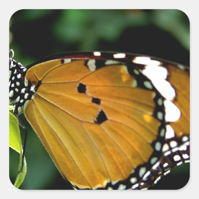 Pegatina Cuadrada Naranja, mariposa negra y blanca en hojas (Anverso)