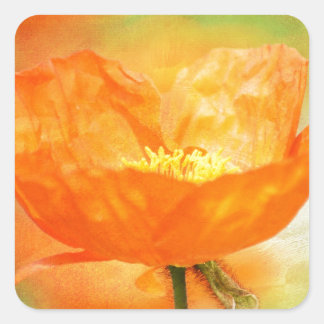 Pegatina Cuadrada Naranja Poppy