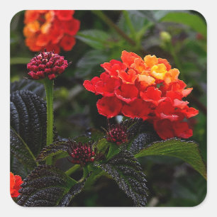 Pegatina Cuadrada Naranja Red Trailing Lantana #1-2 Pegatinas