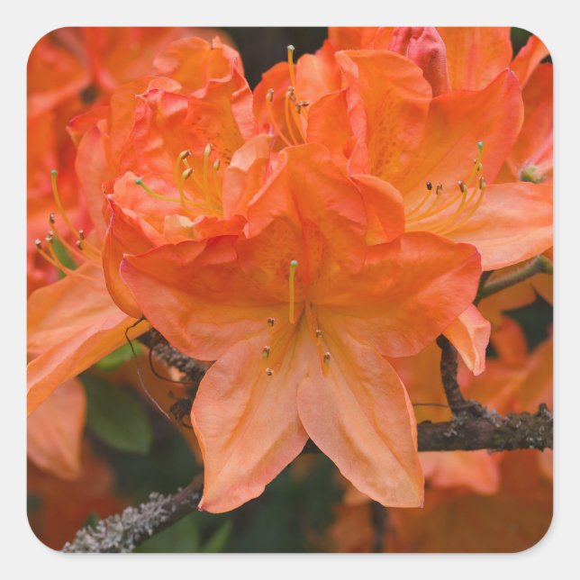 Pegatina Cuadrada Naranja Rhododendron Flores Pegatinas (Anverso)