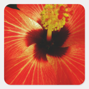 Pegatina Cuadrada Naranja rojo brillante Hibiscus Flower