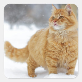 Pegatina Cuadrada Naranja Tabby en la nieve