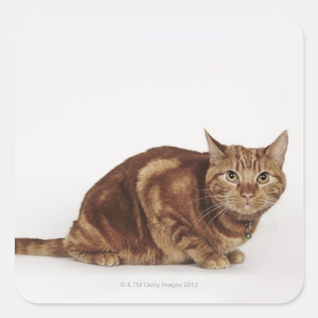 Pegatina Cuadrada Naranja Tabby gato (Anverso)