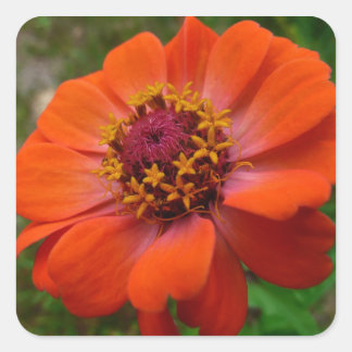 Pegatina Cuadrada Naranja Zinnia Wildflower Naturaleza Floral