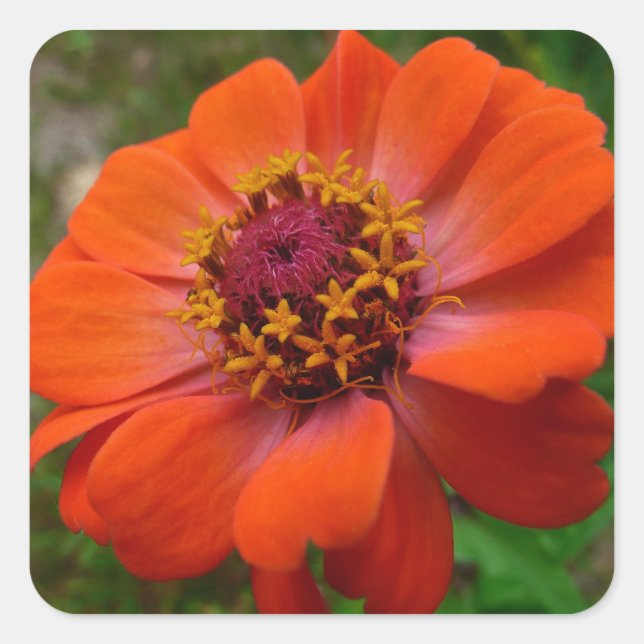 Pegatina Cuadrada Naranja Zinnia Wildflower Naturaleza Floral (Anverso)