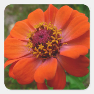 Pegatina Cuadrada Naranja Zinnia Wildflower Naturaleza Floral