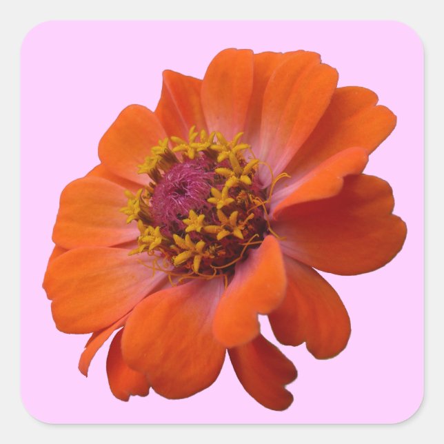 Pegatina Cuadrada Naranja Zinnia Wildflower Naturaleza Floral (Anverso)