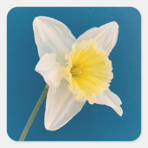 Pegatina Cuadrada Narciso, Flor, Primavera