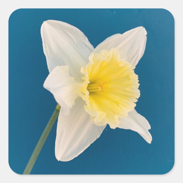 Pegatina Cuadrada Narciso, Flor, Primavera (Anverso)