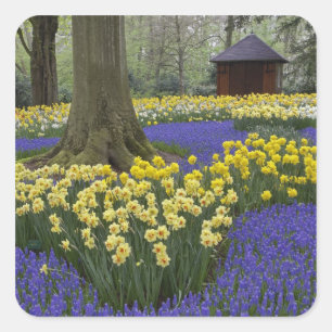 Pegatina Cuadrada Narcisos, jacintos de uva y jardín de tulipanes,