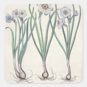 Pegatina Cuadrada Narcisos: purpureus del medio del maximus