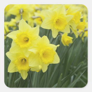 Pegatina Cuadrada Narcisos RF)
