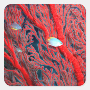 Pegatina Cuadrada Natación de peces en coral