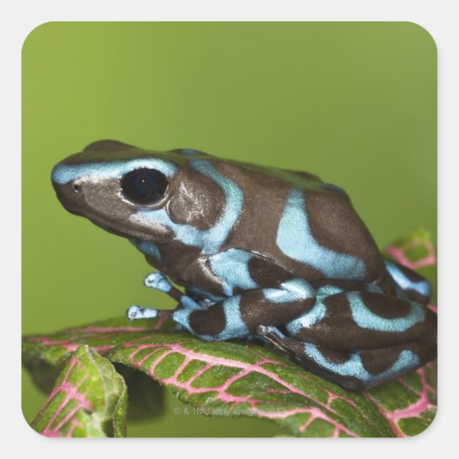 Pegatina Cuadrada Nativa de Panamá (Anverso)