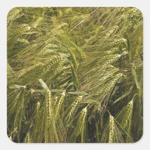Pegatina Cuadrada Naturaleza Botánica del Grano de Centeno